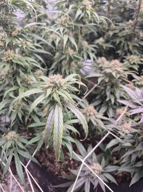 Fall indoor grow. Week 13