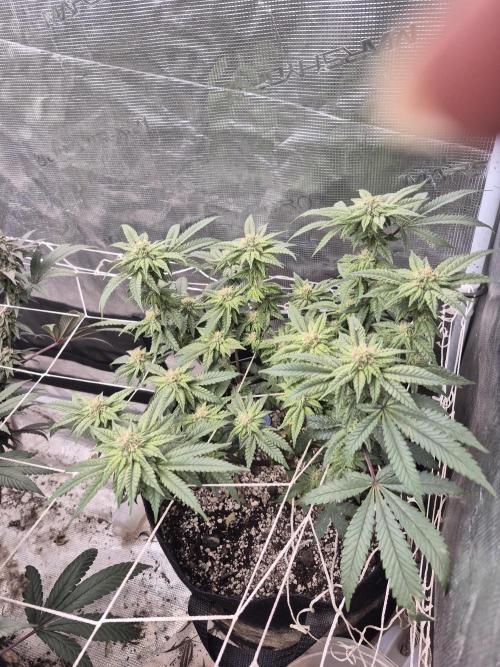 Fall indoor grow. Week 13