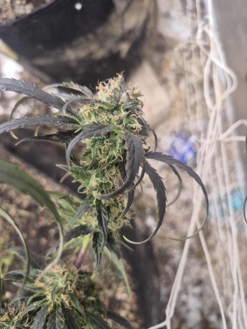 Fall indoor grow. Week 14 - Grape stomper 