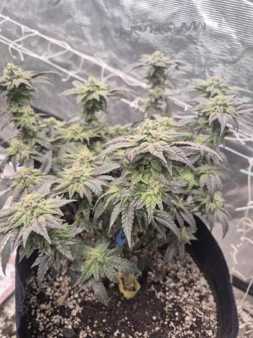 Fall indoor grow. Week 14 - Detroit diesel