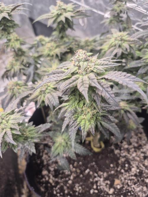 Fall indoor grow. Week 14 - Detroit diesel 