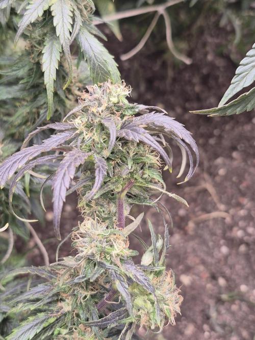 Fall indoor grow. Week 14 - Grape stomper 