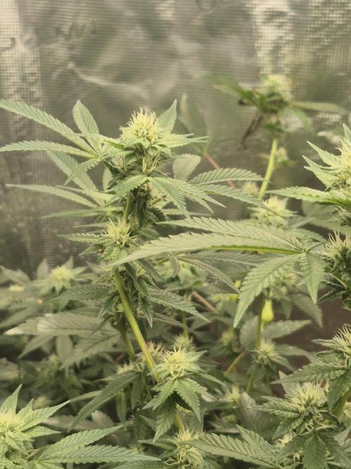 Winter 2026. Week 4 - Tripleburger