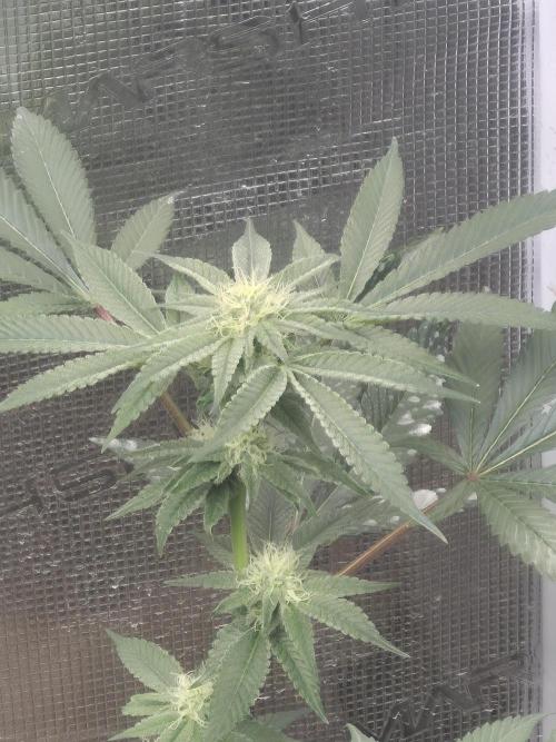 Winter 2026. Week 4 - Grape gas