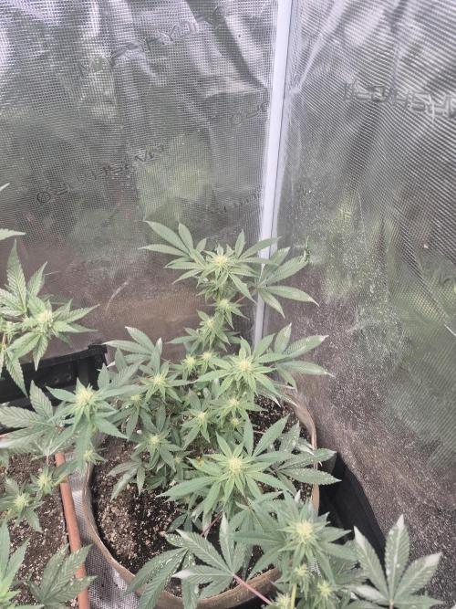 Winter 2026. Week 4 - Grape gas