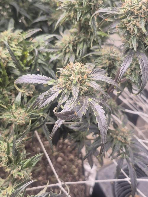 Fall indoor grow. Week 15