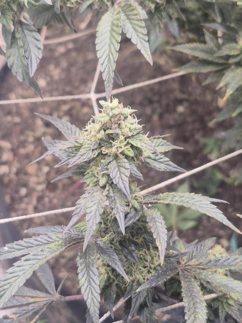 Fall indoor grow. Week 15