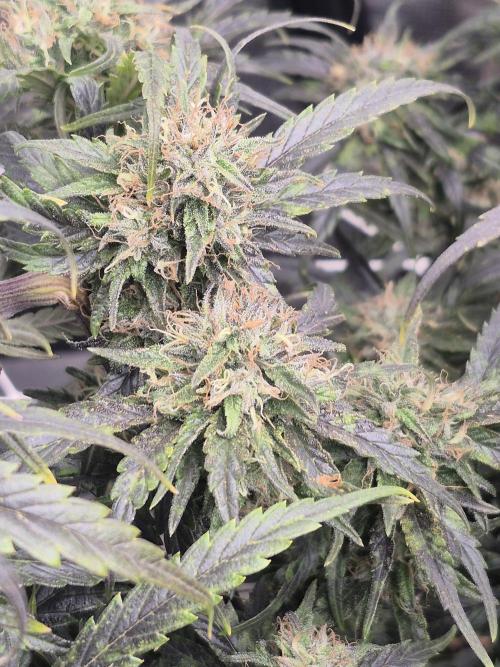 Fall indoor grow. Week 15