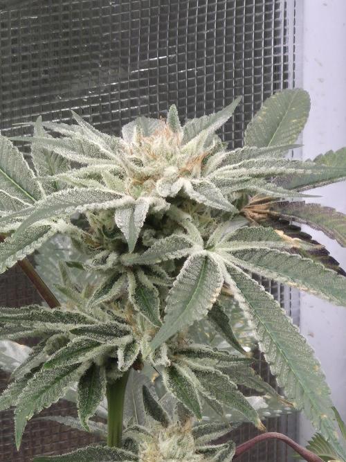 Winter 2026. Week 5