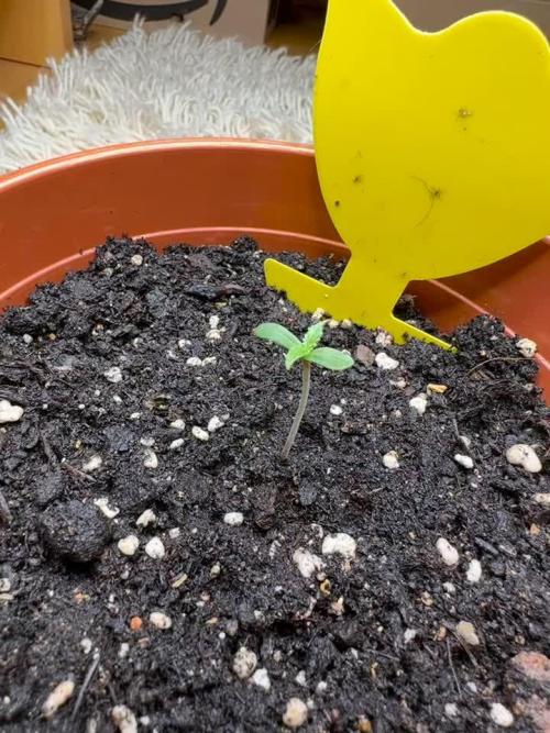 First Grow
