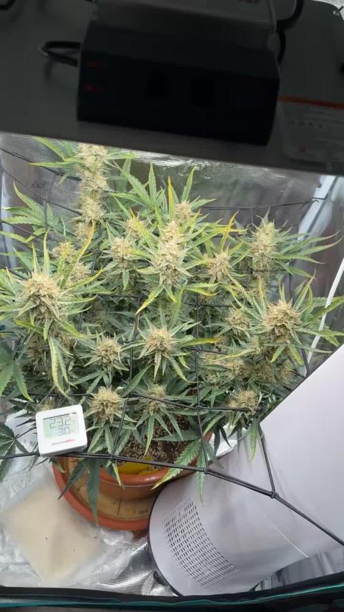 First Grow