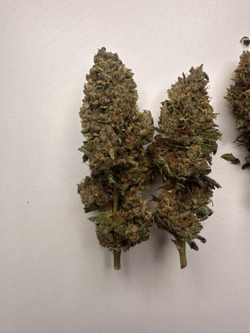 Biscotti Zamnesia. Week 20