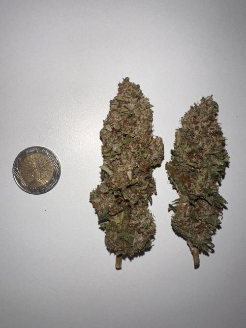 Biscotti Zamnesia. Week 20 - Average size and structured headbuds.