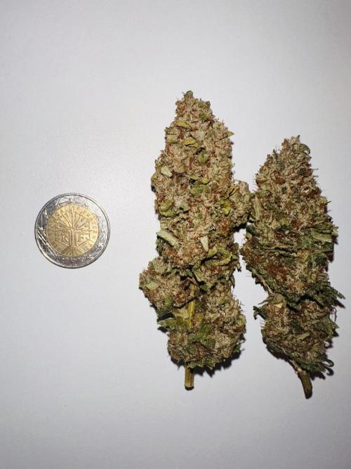 Biscotti Zamnesia. Week 20 - Average size and structured headbuds.