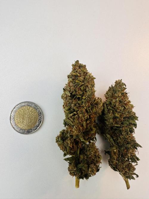 Biscotti Zamnesia. Week 20 - Average size and structured headbuds.