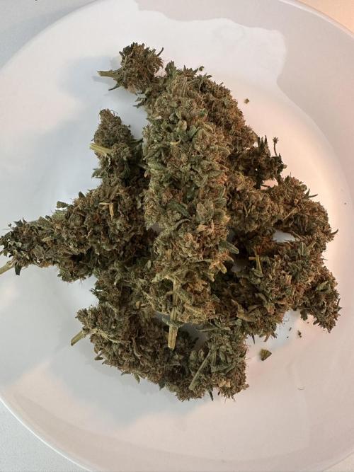 Biscotti Zamnesia. Week 20 - A lil plate. Bud in the middle was one of the biggest on the plant.