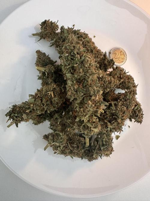 Biscotti Zamnesia. Week 20 - A lil plate. Bud in the middle was one of the biggest on the plant.