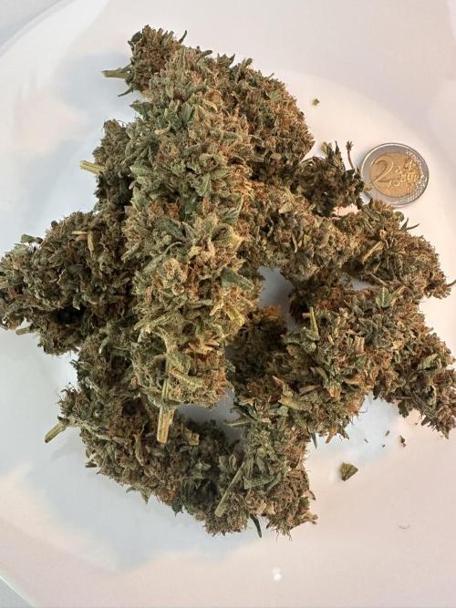 Biscotti Zamnesia. Week 20 - A lil plate. Bud in the middle was one of the biggest on the plant.