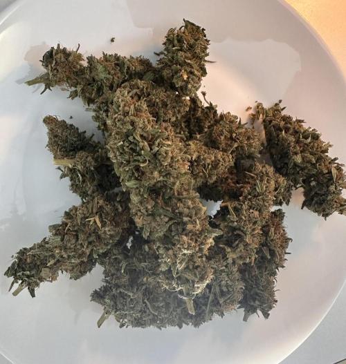 Biscotti Zamnesia. Week 20 - A lil plate. Bud in the middle was one of the biggest on the plant.