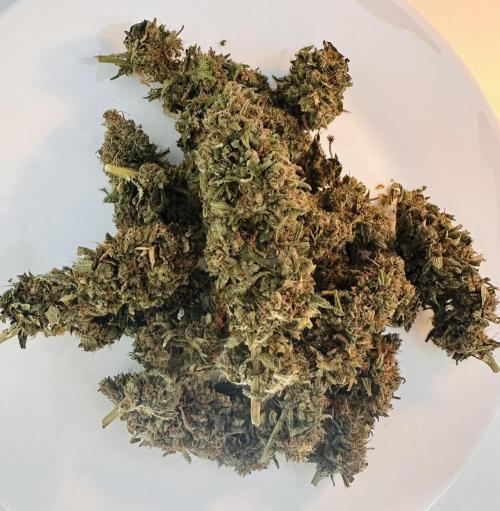 Biscotti Zamnesia. Week 20 - A lil plate. Bud in the middle was one of the biggest on the plant.