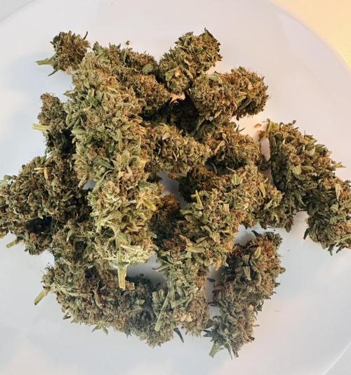 Biscotti Zamnesia. Week 20 - A lil plate. Bud in the middle was one of the biggest on the plant.