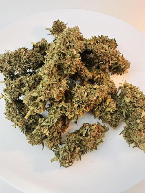 Biscotti Zamnesia. Week 20 - A lil plate. Bud in the middle was one of the biggest on the plant.