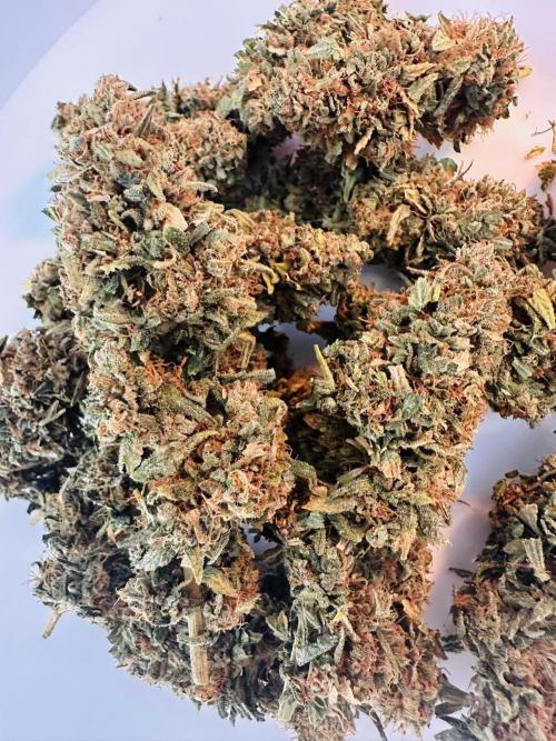 Biscotti Zamnesia. Week 20