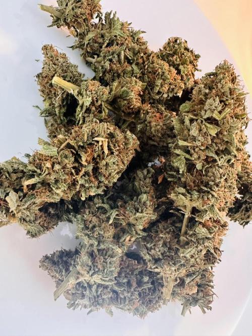 Biscotti Zamnesia. Week 20