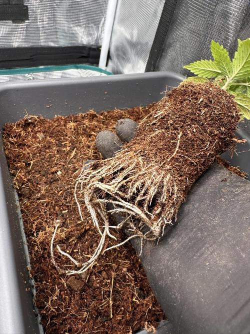 Battle of the substrates. Week 2 - Roots