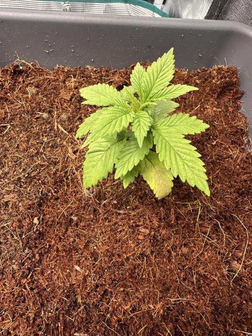 Battle of the substrates. Week 2 - In its new home