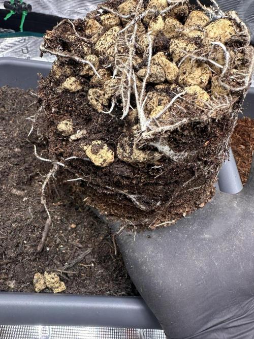 Battle of the substrates. Week 2 - Roots of both the plants that grew in earth