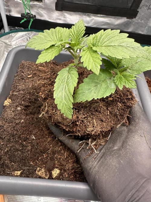 Battle of the substrates. Week 2