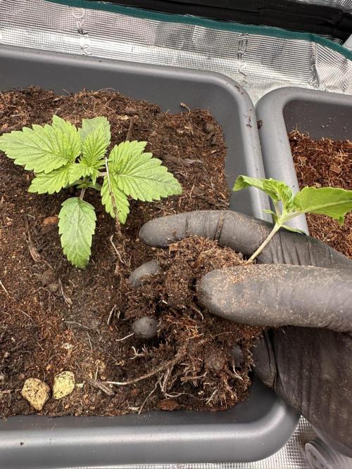 Battle of the substrates. Week 2 - One in its home, other on its way.