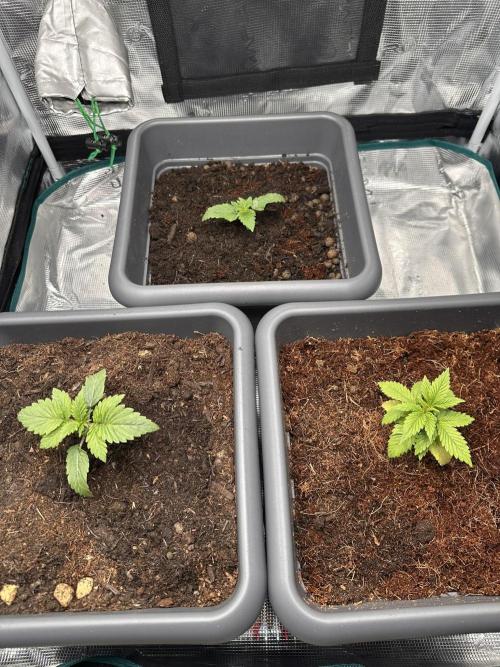 Battle of the substrates. Week 2