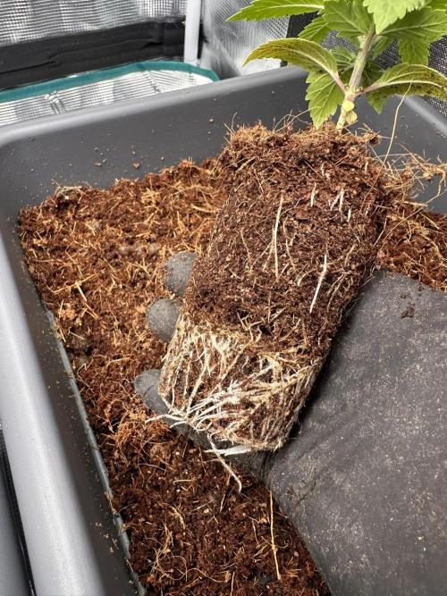 Battle of the substrates. Week 2