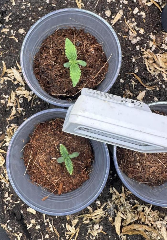 Battle of the substrates. Week 0