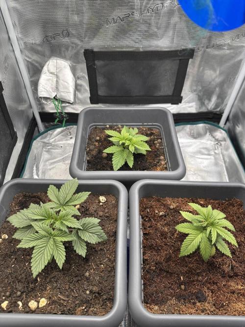 Battle of the substrates. Week 3