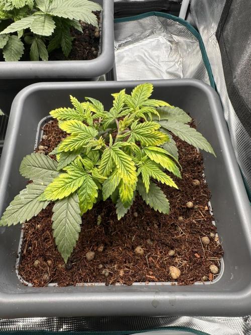 Battle of the substrates. Week 4