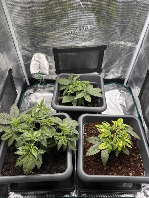Battle of the substrates. Week 4