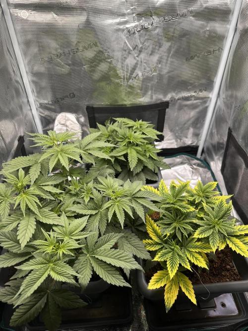 Battle of the substrates. Week 5