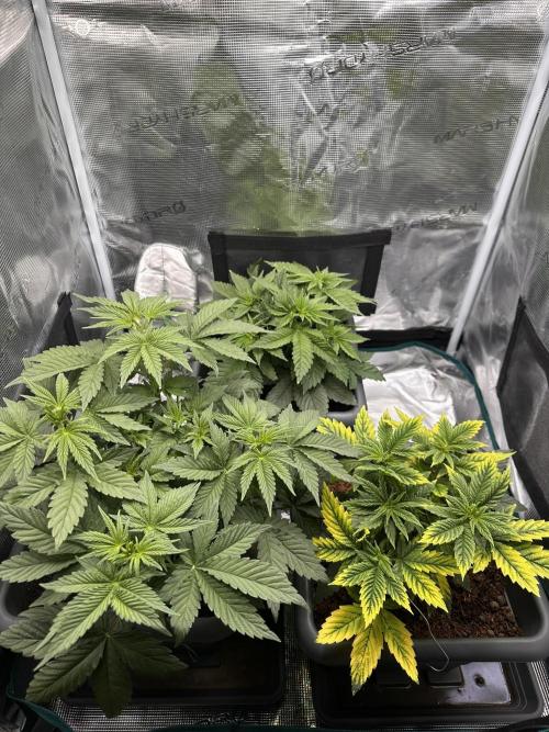 Battle of the substrates. Week 5