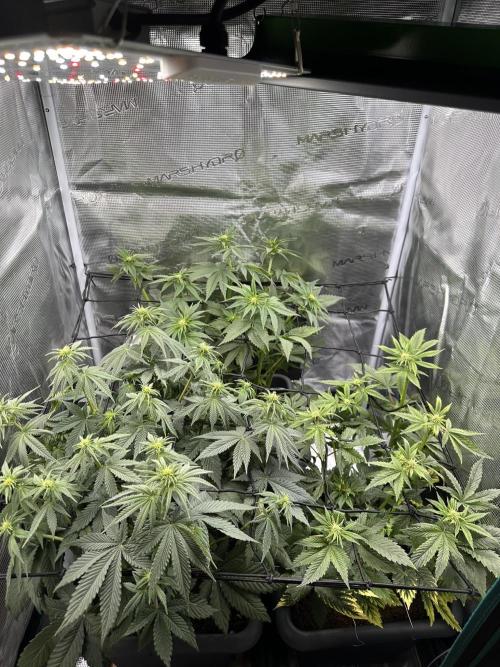 Battle of the substrates. Week 7