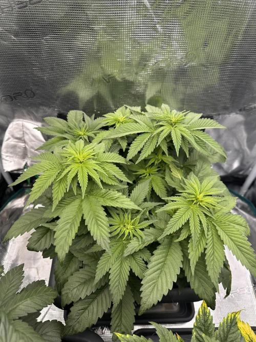 Battle of the substrates. Week 6