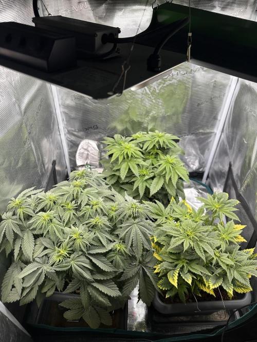 Battle of the substrates. Week 6