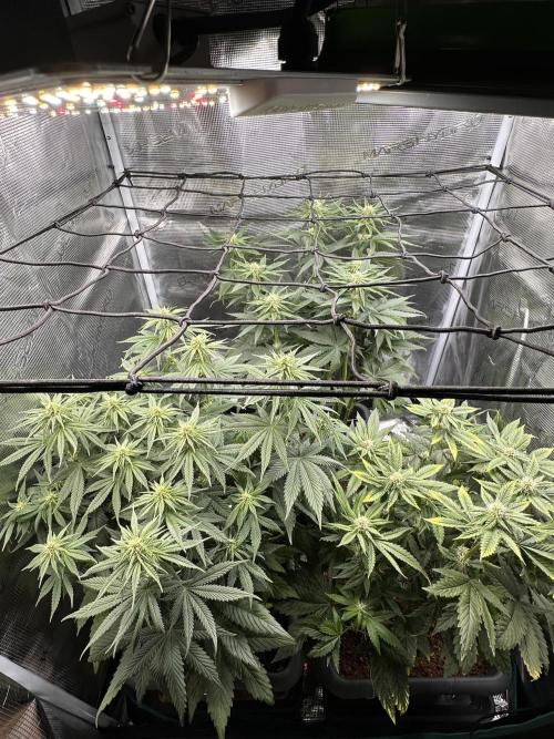 Battle of the substrates. Week 8 - Synganic plant in the back, fully organic on the left and cocos on the right.