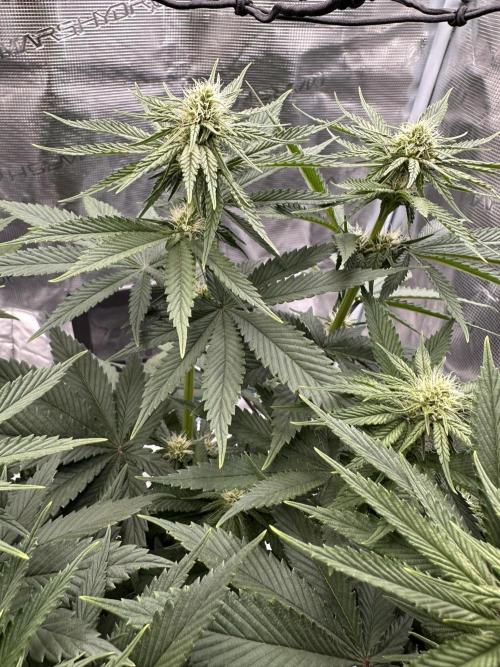 Battle of the substrates. Week 8