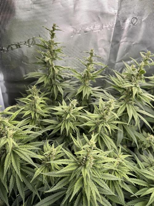 Battle of the substrates. Week 9