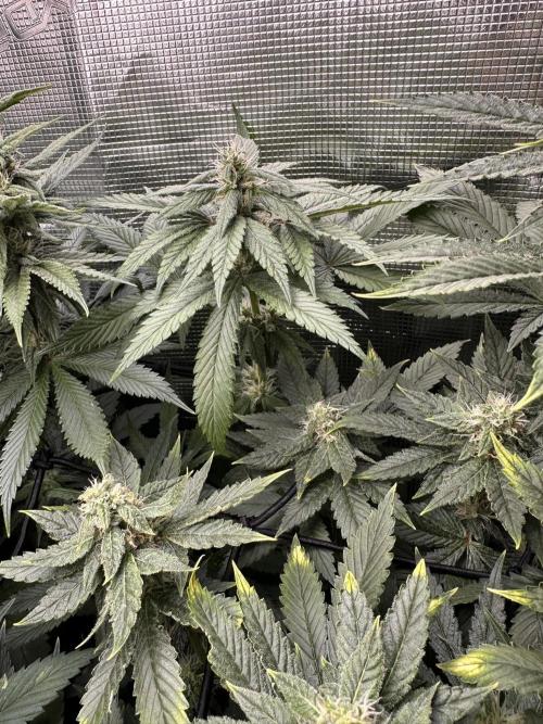 Battle of the substrates. Week 9