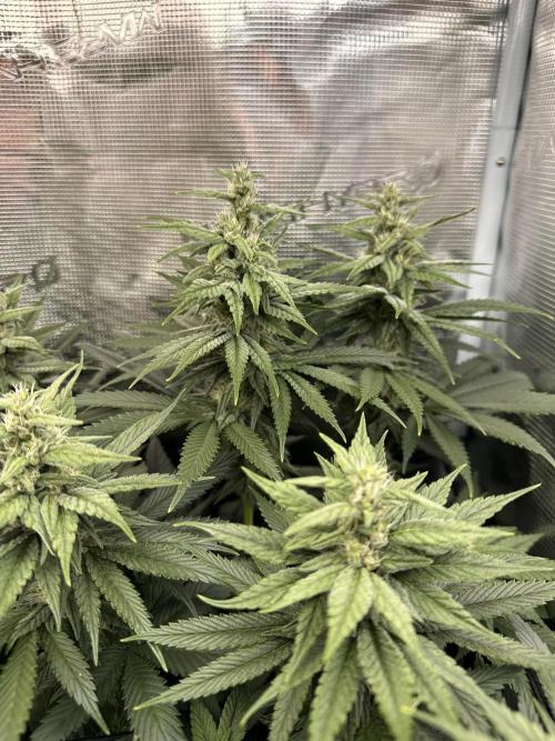 Battle of the substrates. Week 9 - Synganic plant, leafy buds but also the thickest ones. Good trichomes so far.