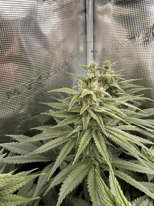 Battle of the substrates. Week 9 - Synganic plant, leafy buds but also the thickest ones. Good trichomes so far.